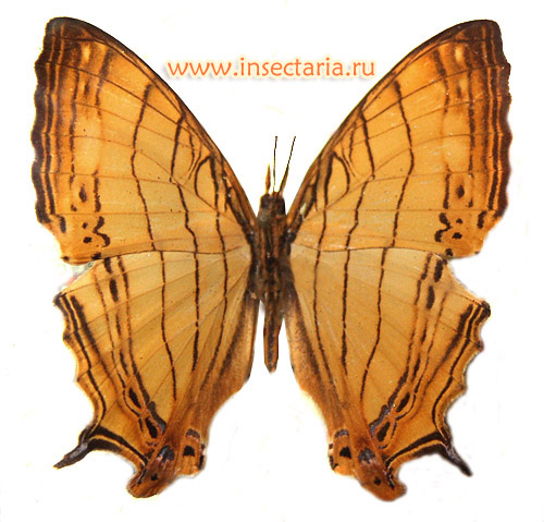 Цирестис жёлтая (Cyrestis lutea) - довольно известная индонезийская бабочка